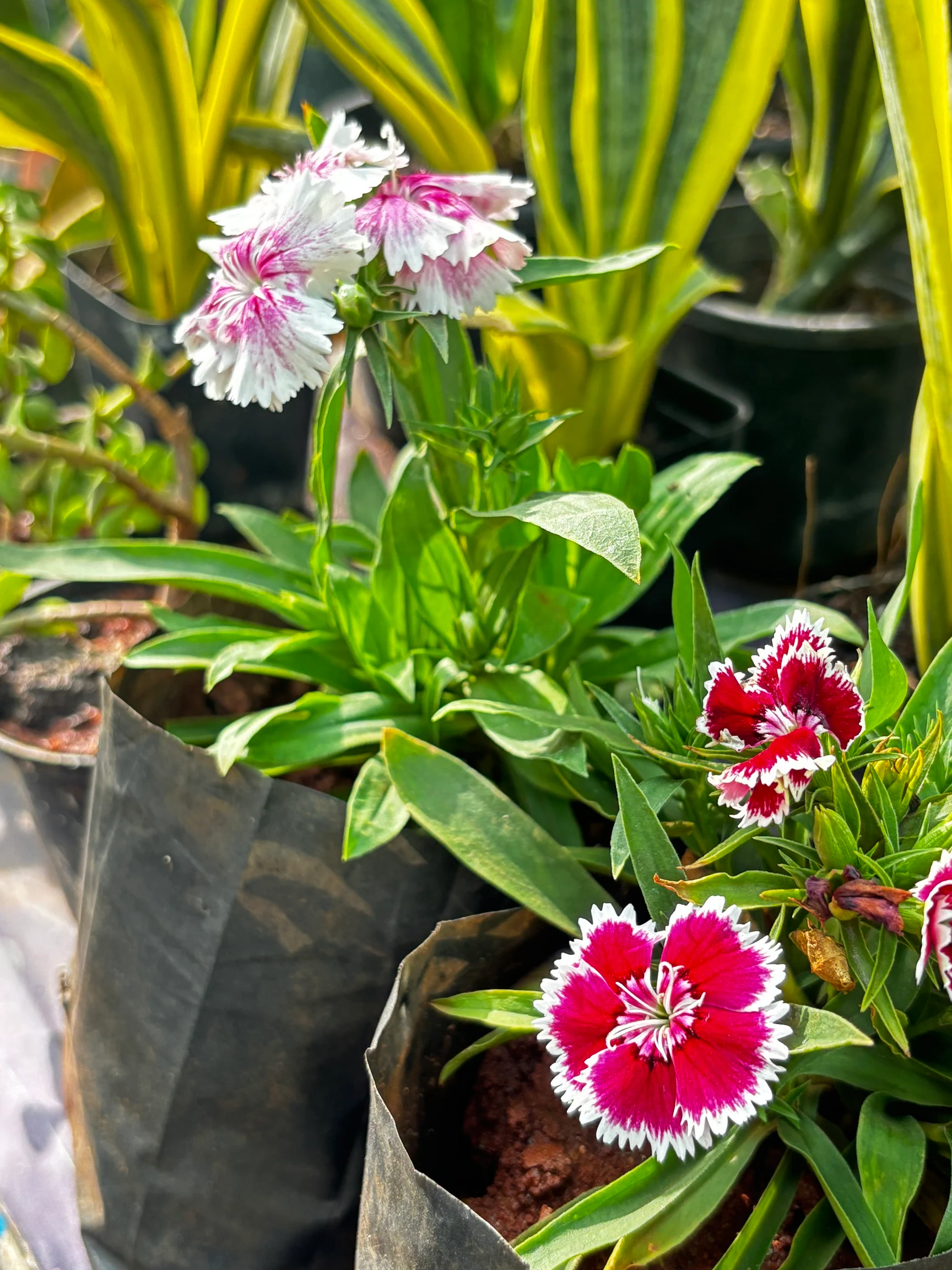 Sri Suryadeva Nursery plants